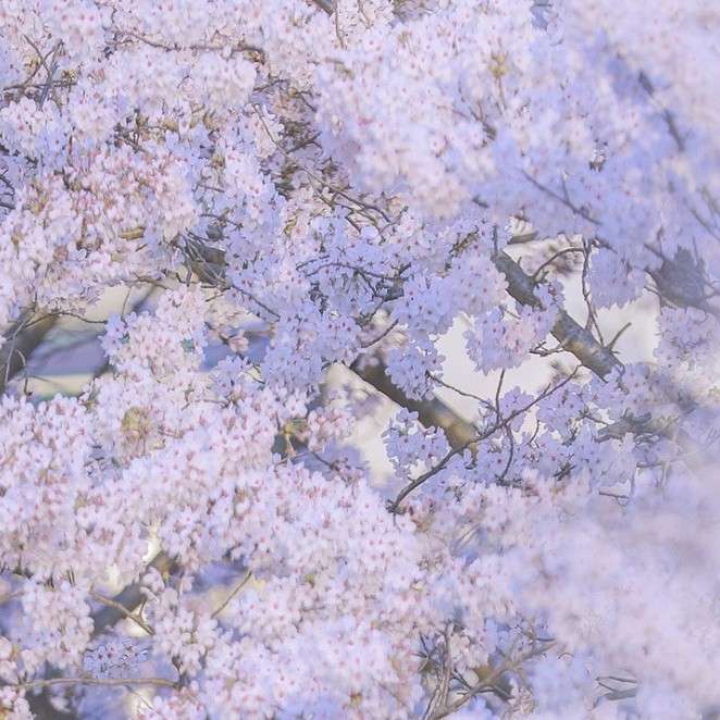 桜的专辑