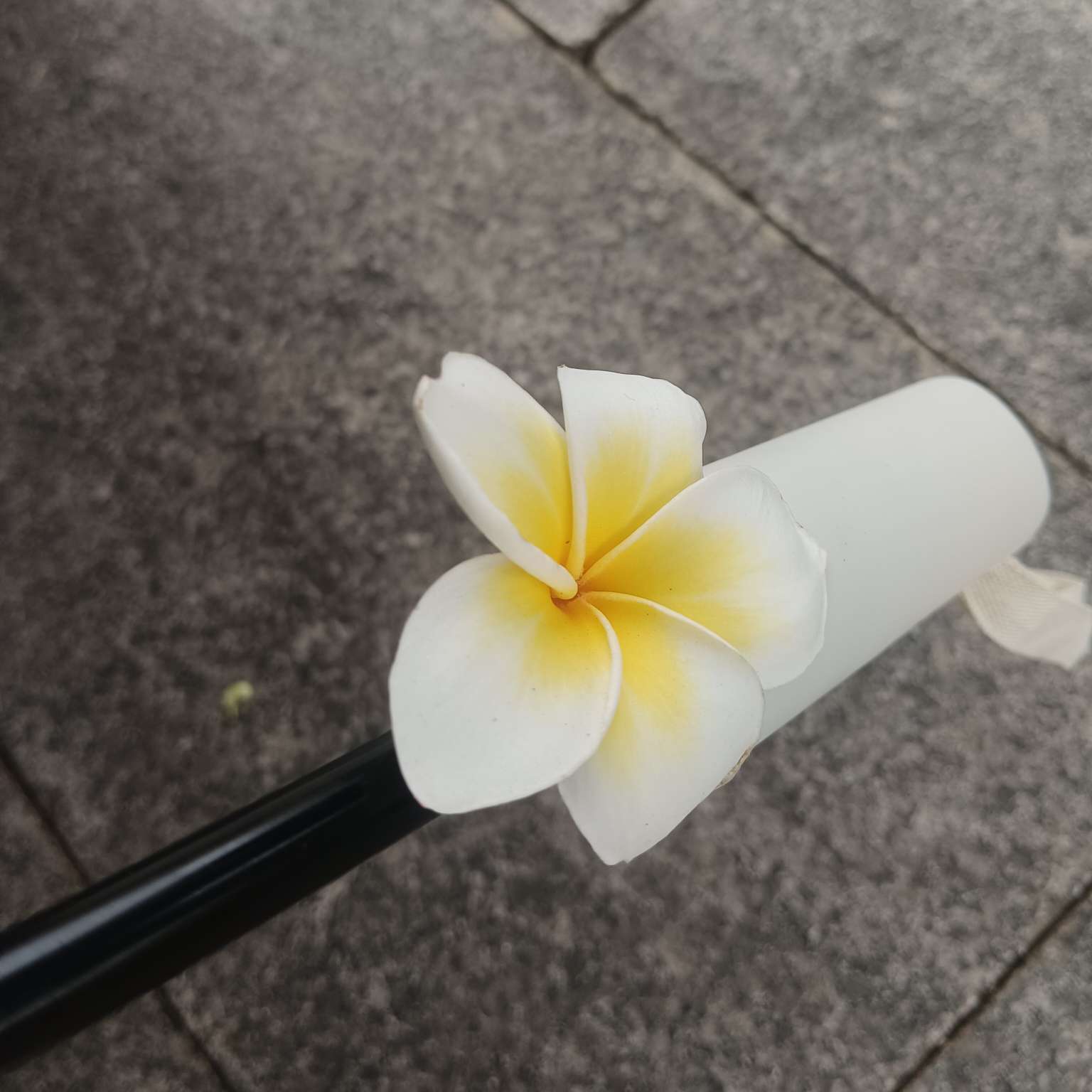 海蒂和爷爷