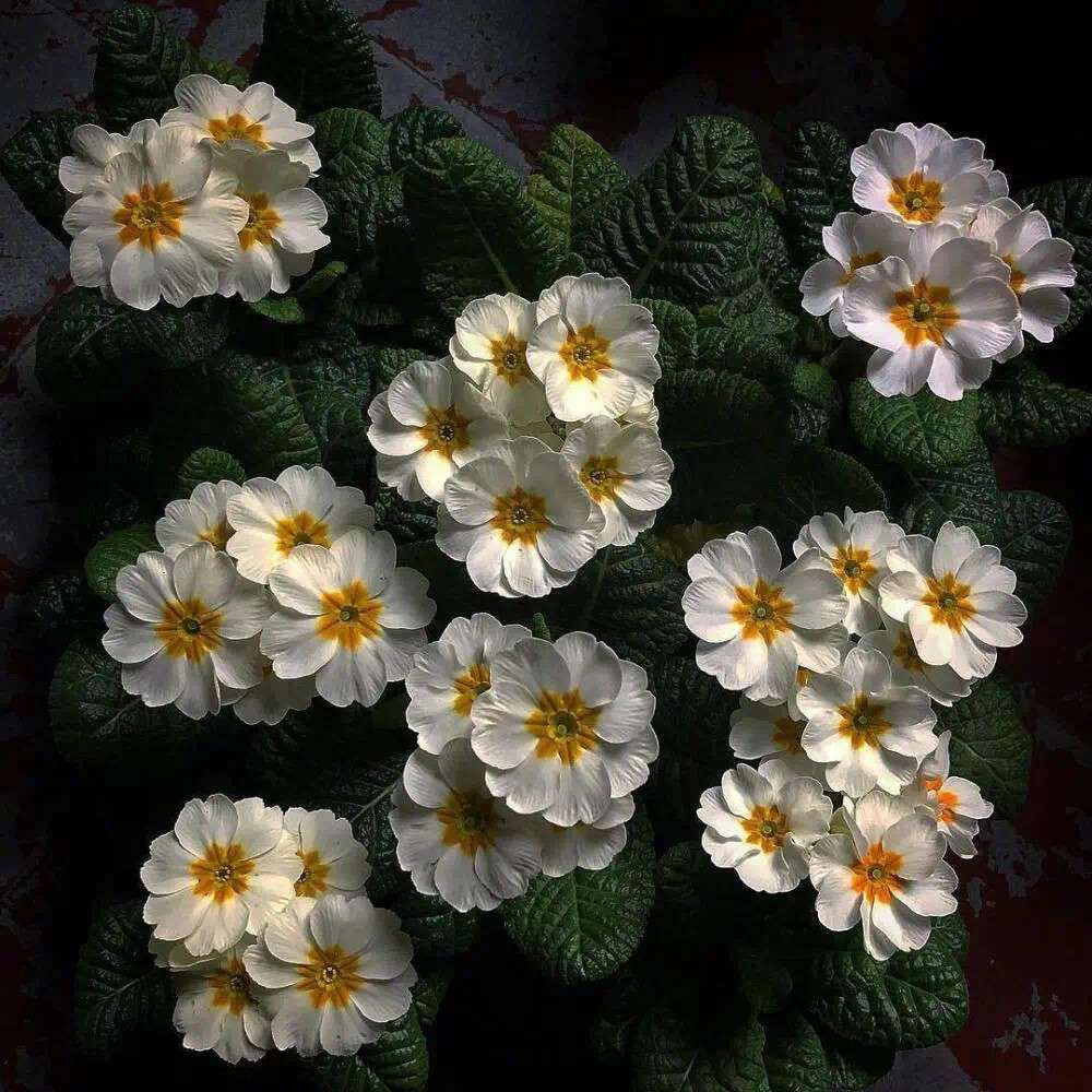 朝朝暮暮