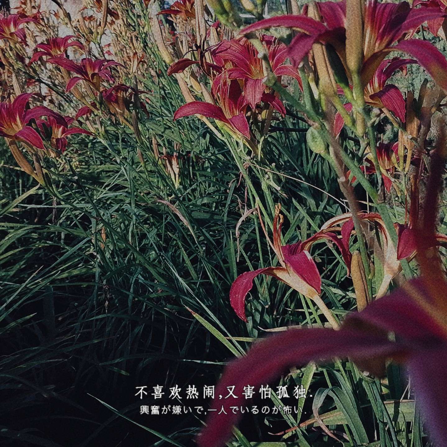灵文的专辑