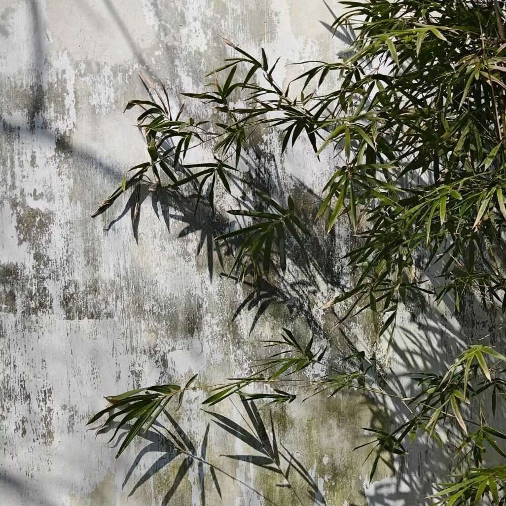 淋雨巷