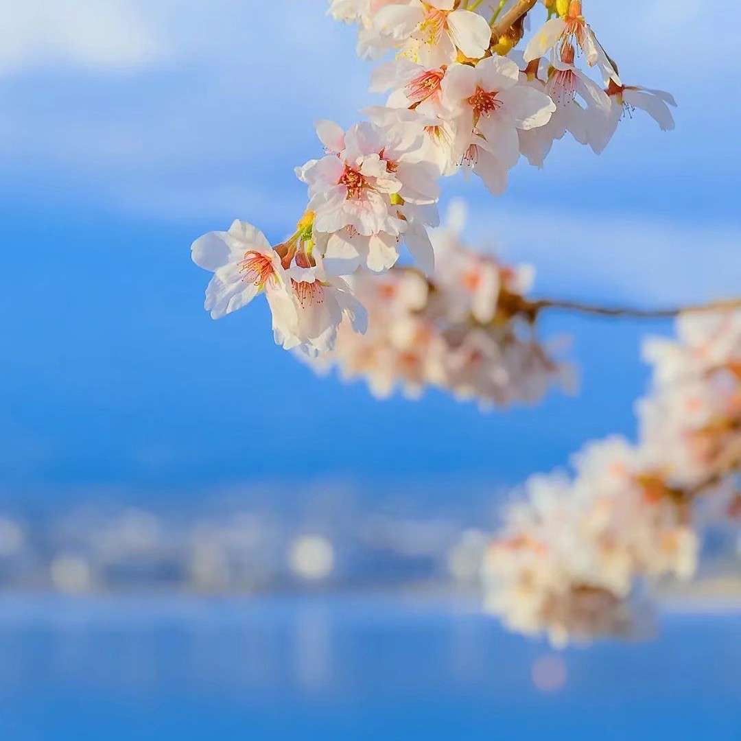 诗意