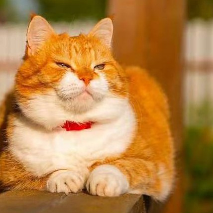 猪猪