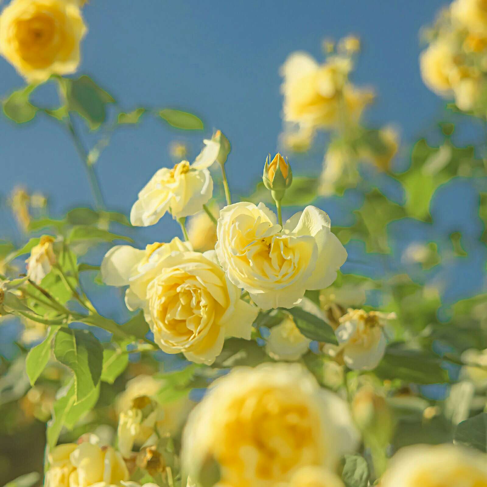 花期而至