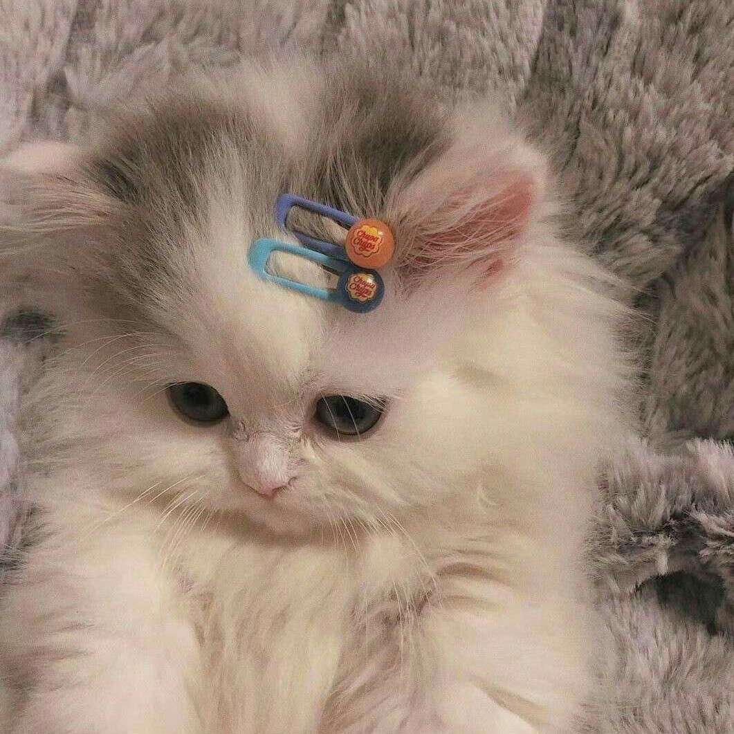 可爱小鱼