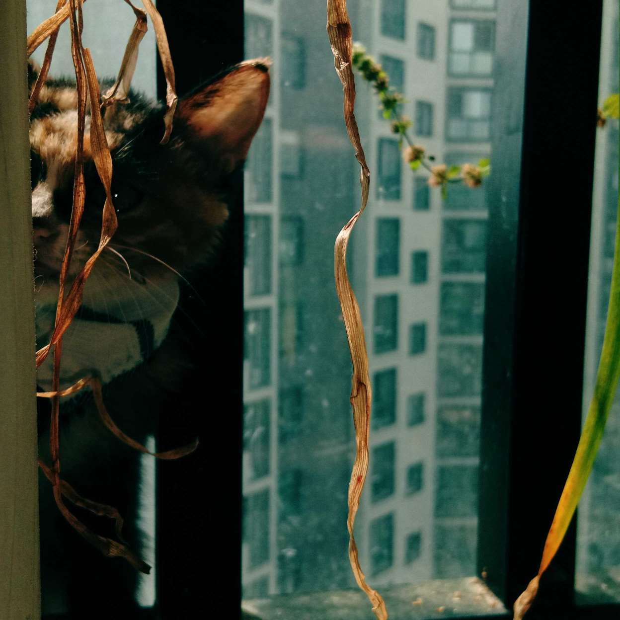 丧丧的玄渔