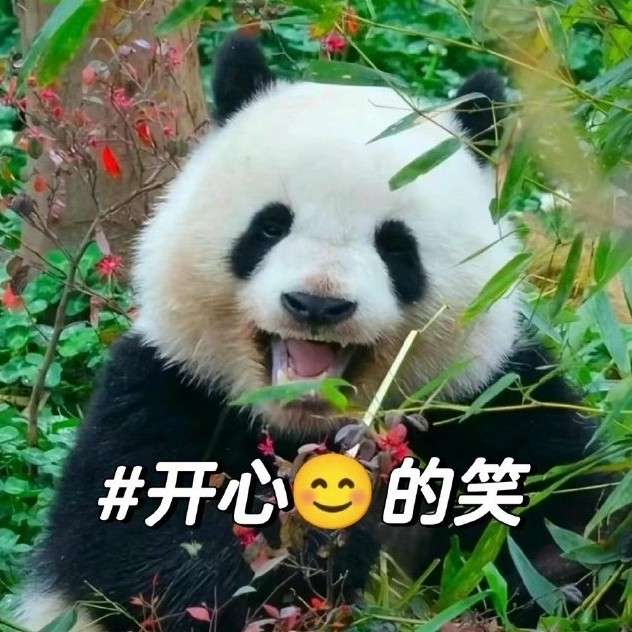 芽芽心水