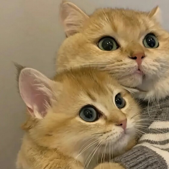 好句