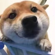 人间不值得