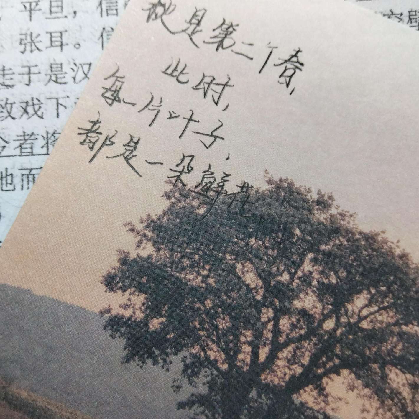 栖陈