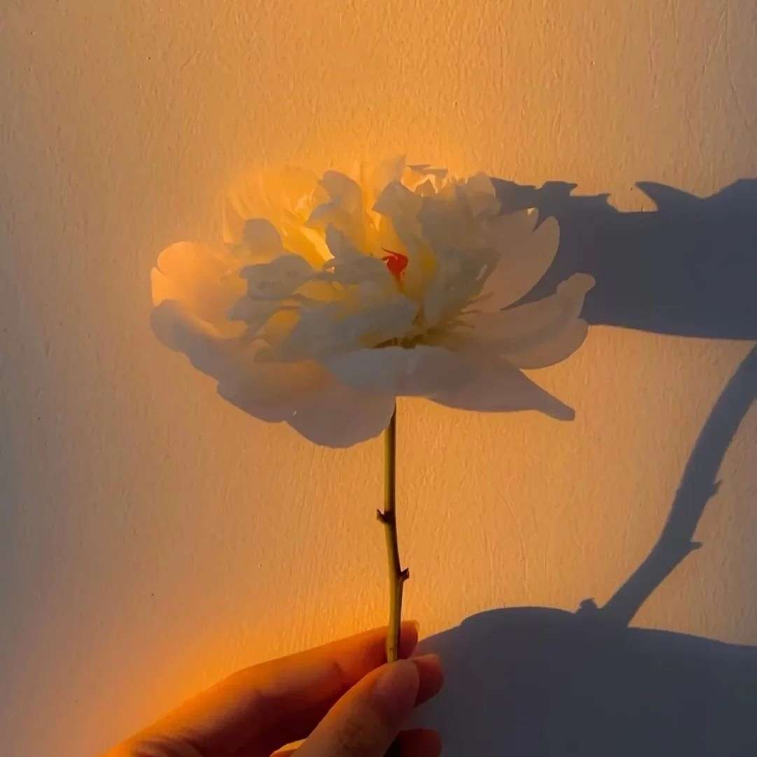 花语诗词