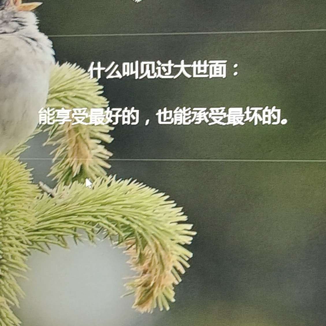 心向
