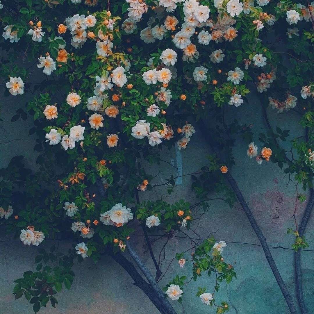 情话