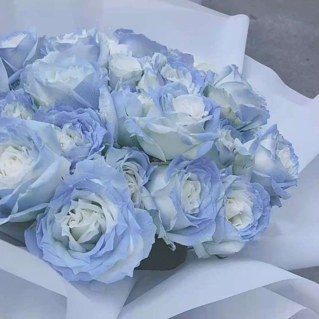 小鱼的收藏