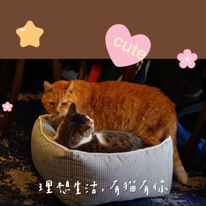 麦淇琳句子
