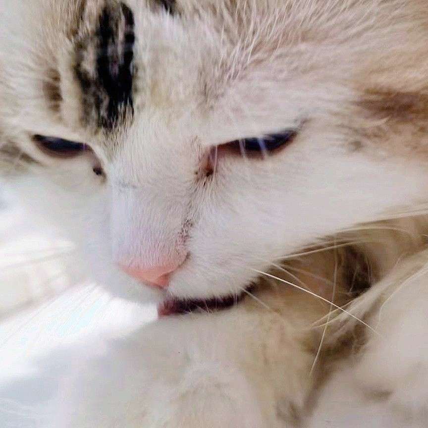 句子