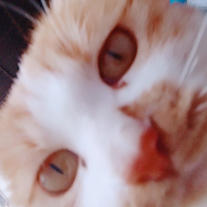 十二的专辑