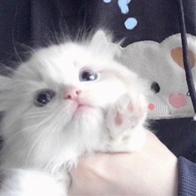 猫died——