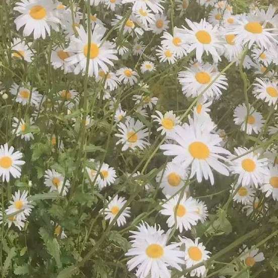 英