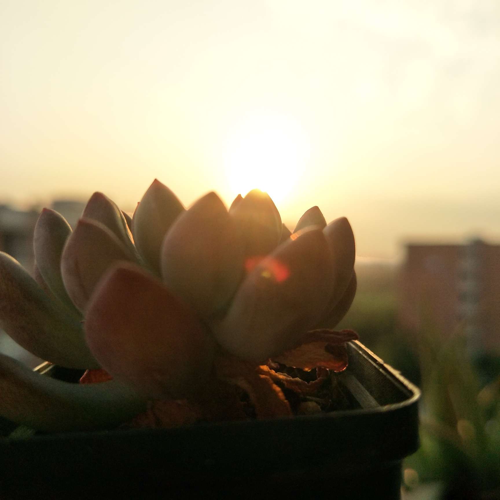 处世