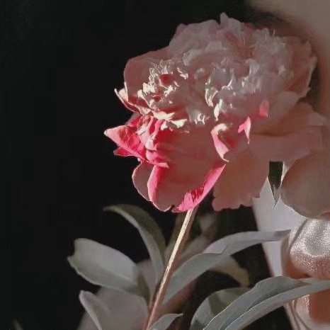 彼岸花