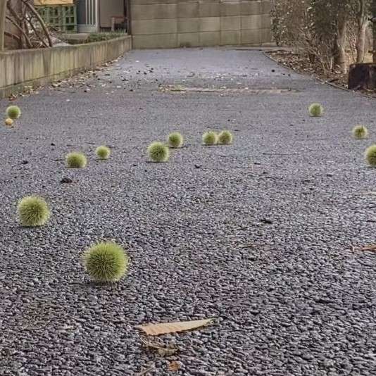 古文观止