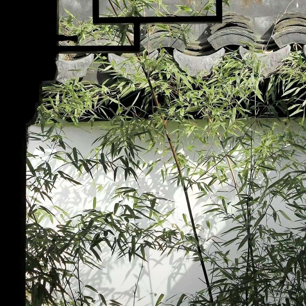 齐司礼