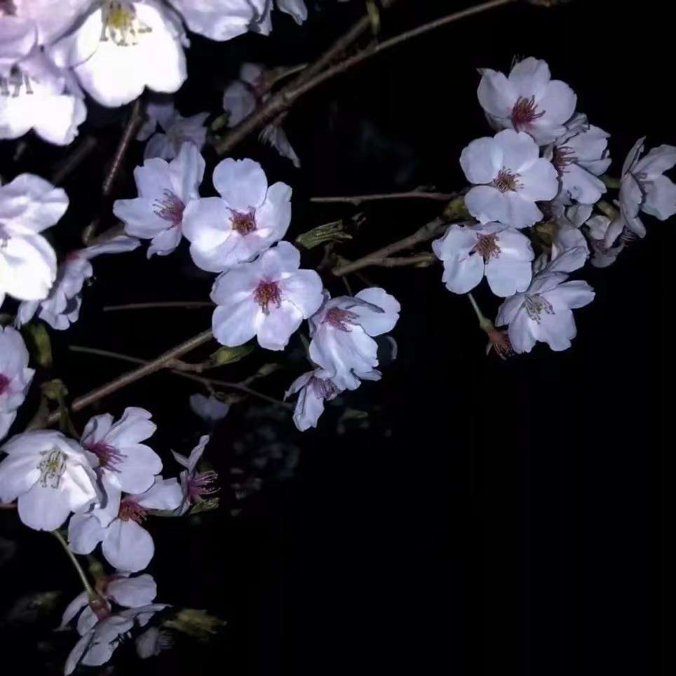 落花逢君