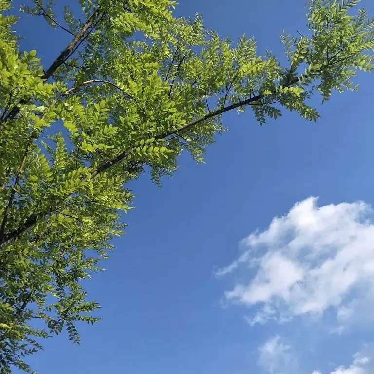 太阳下的一株向阳花