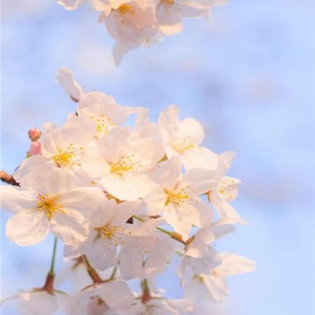 潇湘春