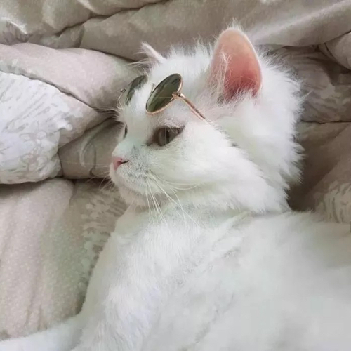 《万千宠爱》引路星