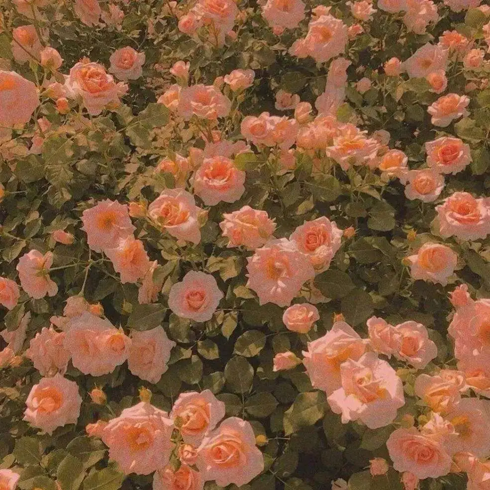 小说