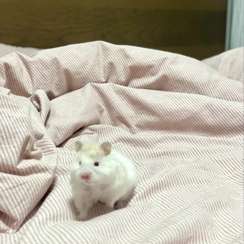 随意