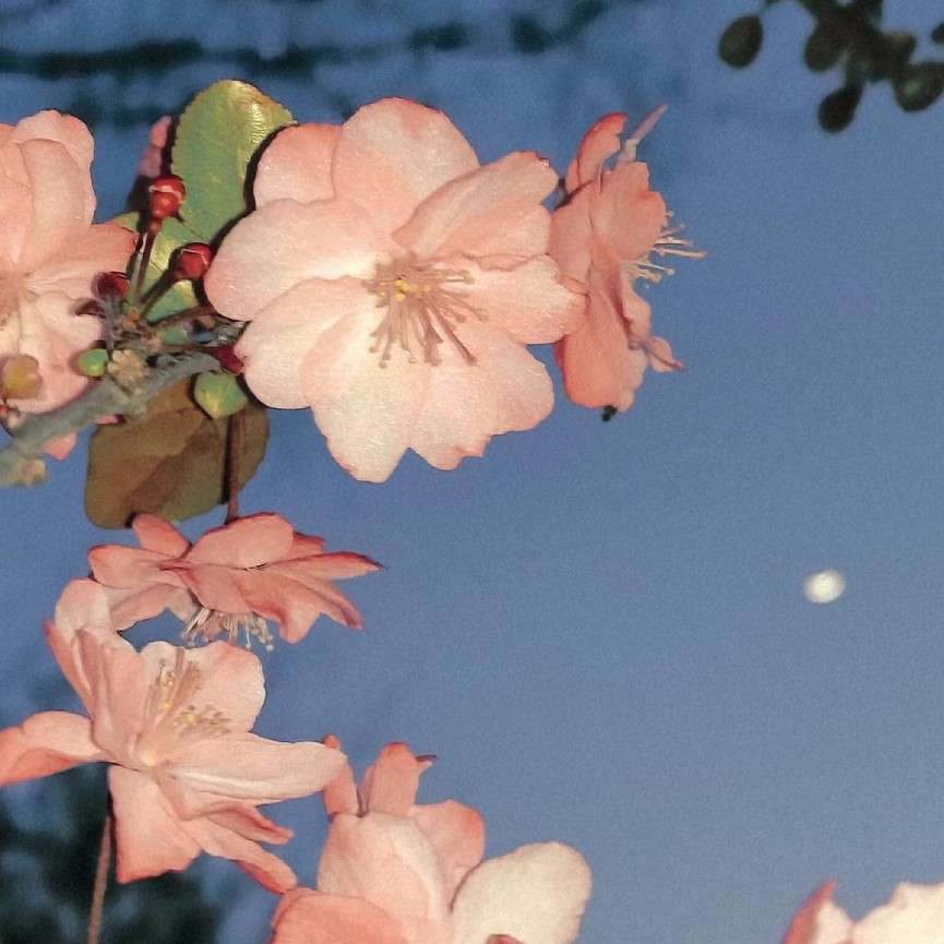 板栗怪的专辑