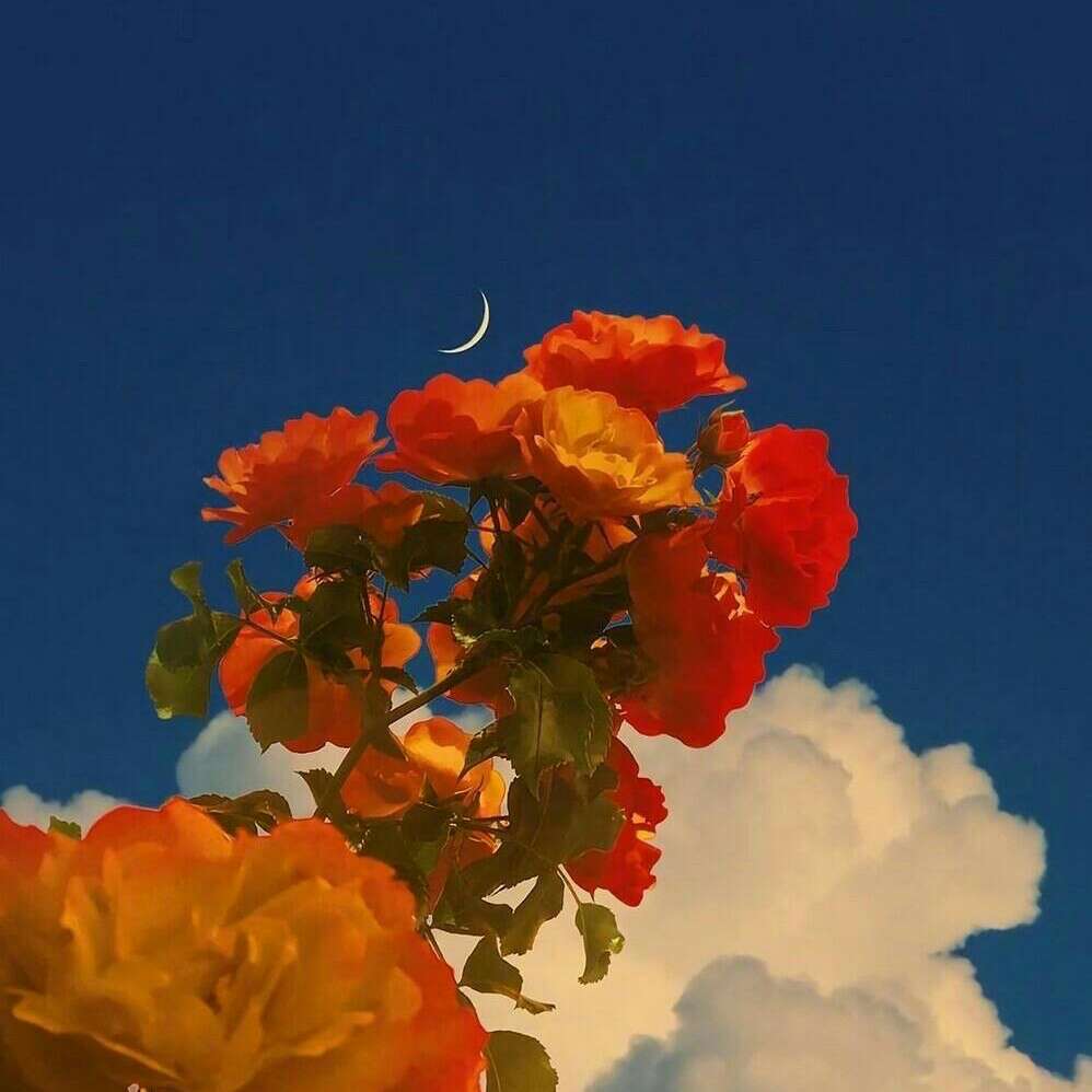 一眼万年的香评
