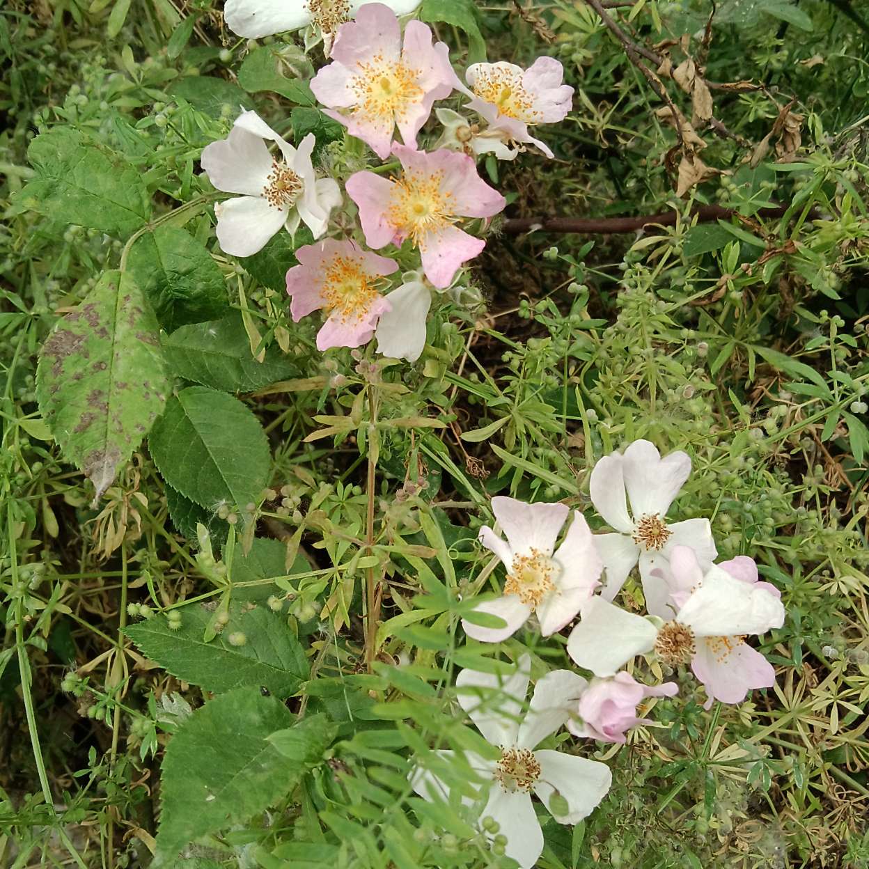 古诗词