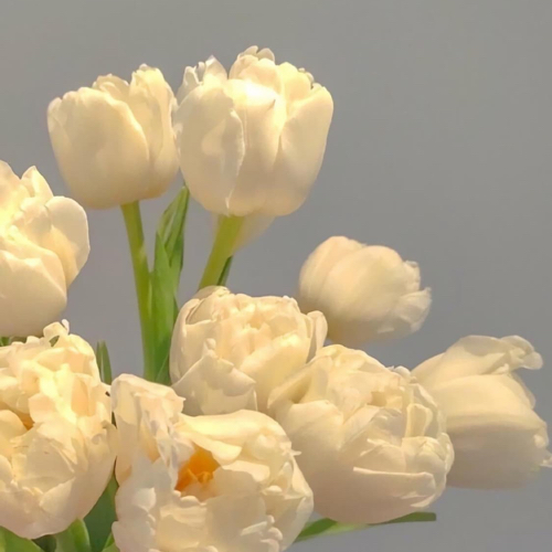 舞蹈🌷
