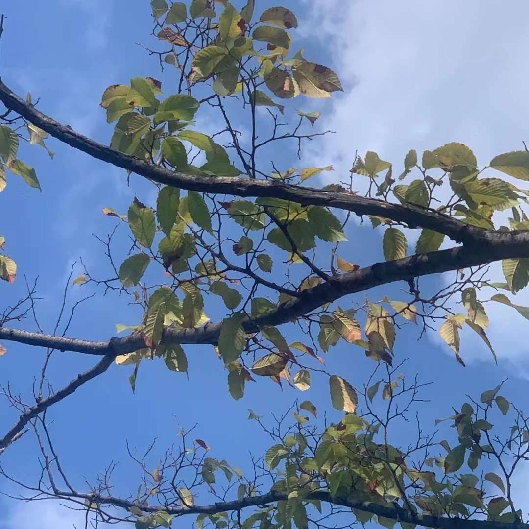 牧夏的专辑