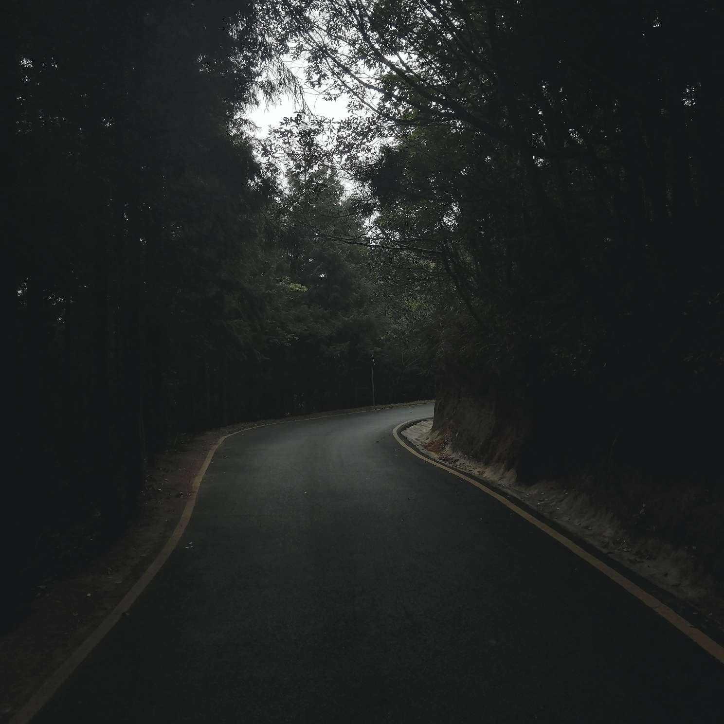 初夏的专辑