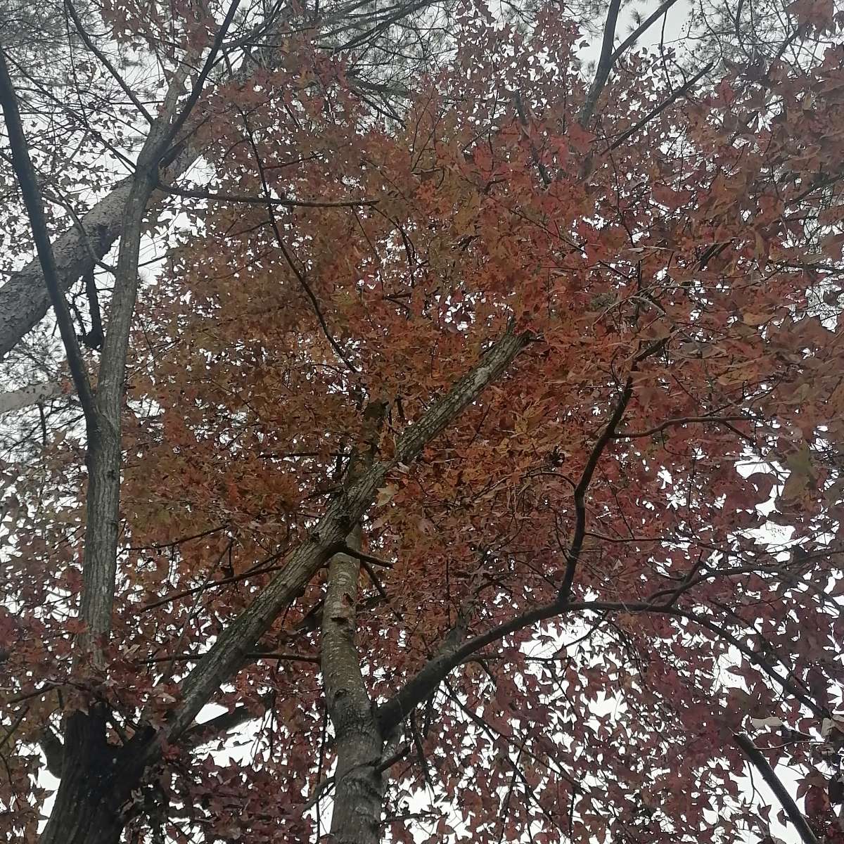 作文优句