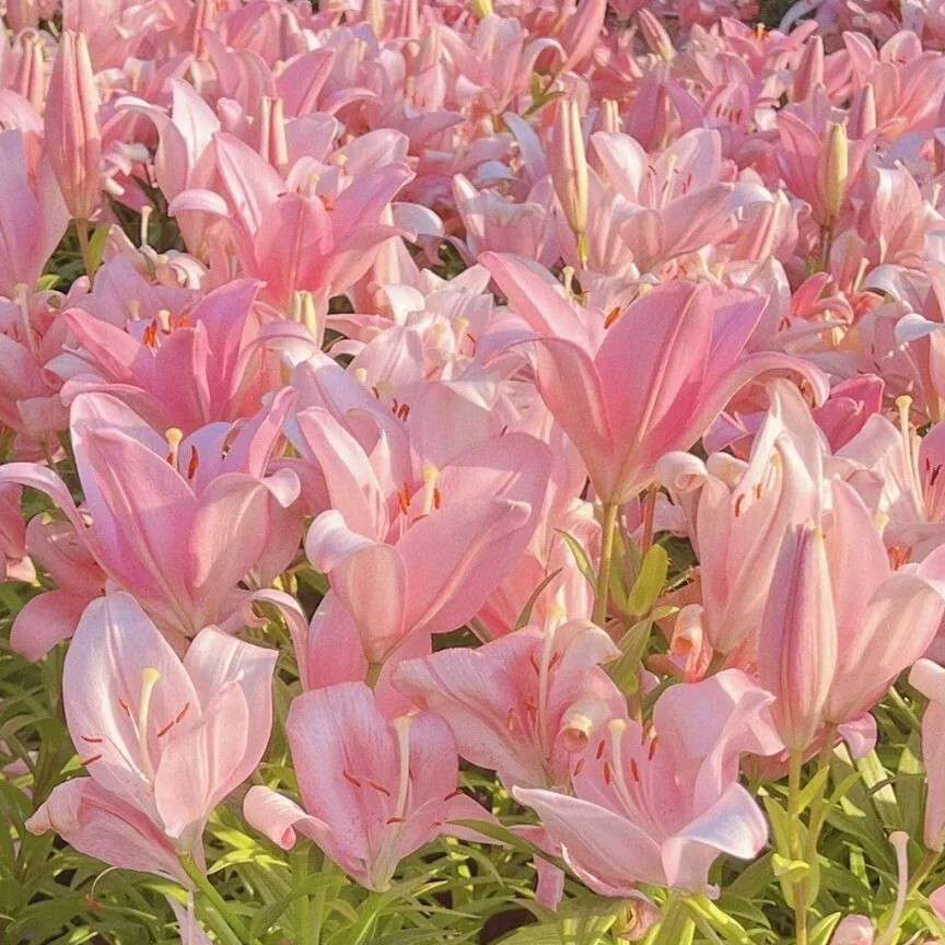 百合小说摘抄