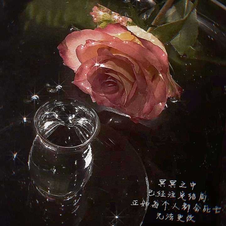醉蝶花