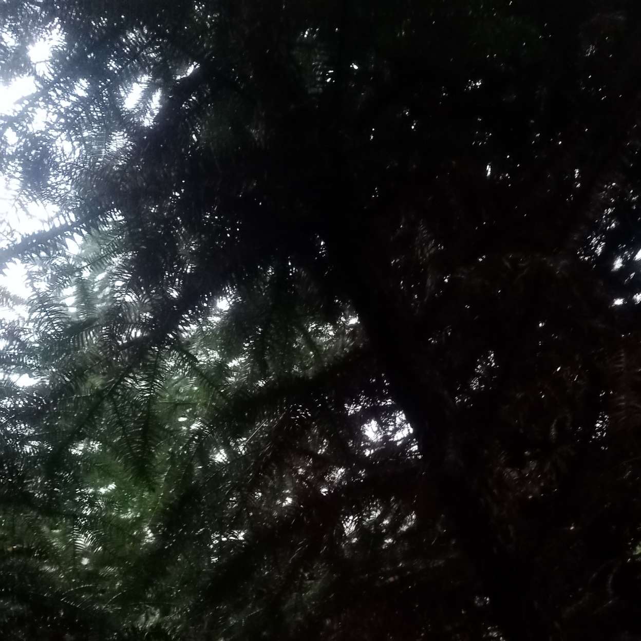 迹的专辑