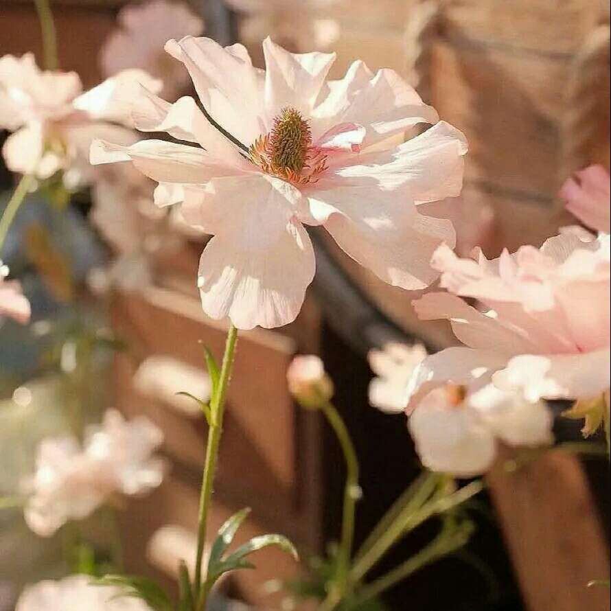 浪漫