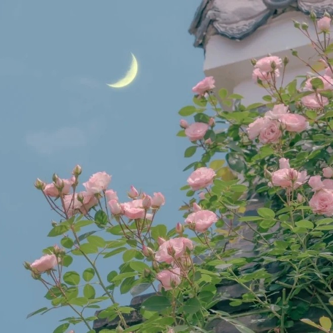 糖不喜的专辑