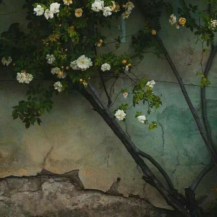 荨