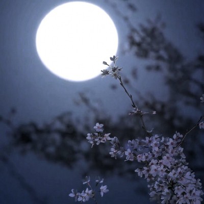 ᴹᵒᵒᴺ的专辑