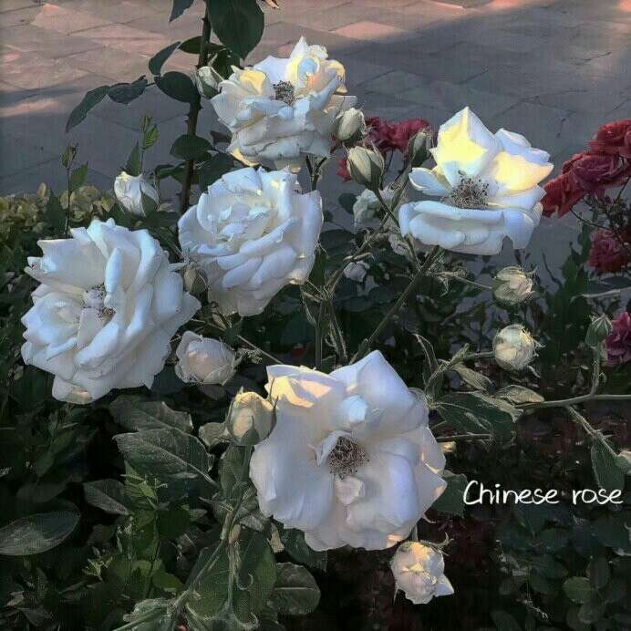 与你同醉