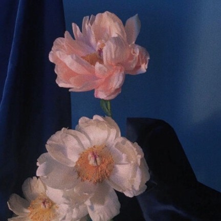 撒花句子