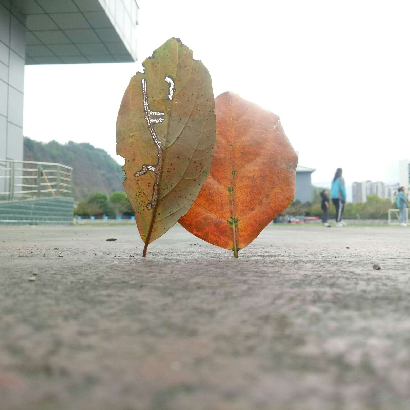 王月